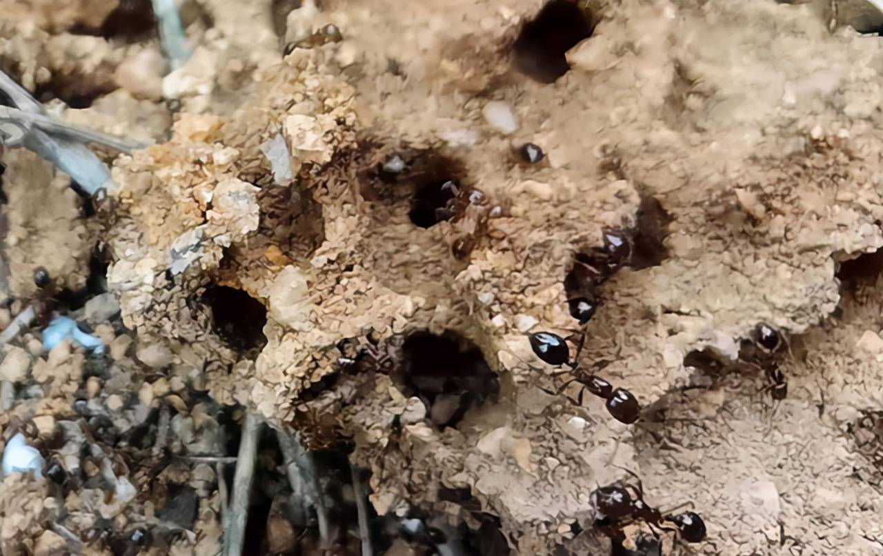 它们到底有多恐怖?_蚂蚁_巢穴_人类