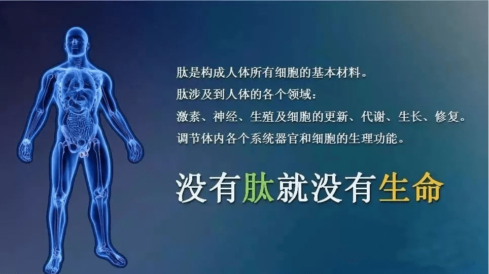 途径,是传递生命信息的信使,细胞吸收营养必须通过肽的活性才能完成