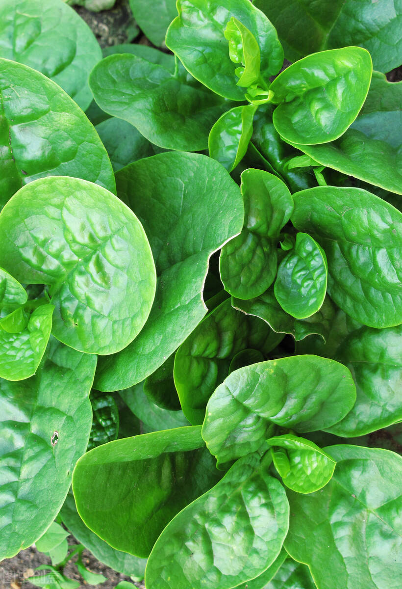 药食同源之落葵