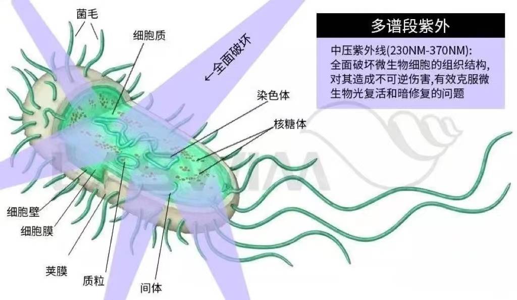 水处理中 什么因素会影响紫外线杀菌器的消毒效果 鱼池 游泳池 水质