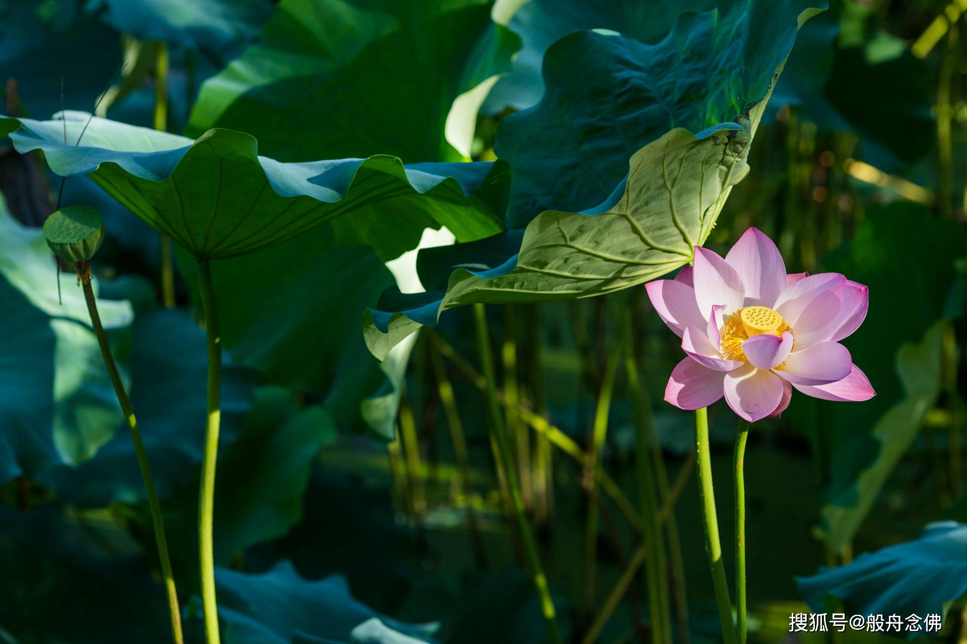 常不轻菩萨发了一个愿,因为当时的威音王如来的时代呢,所有的人都贡高