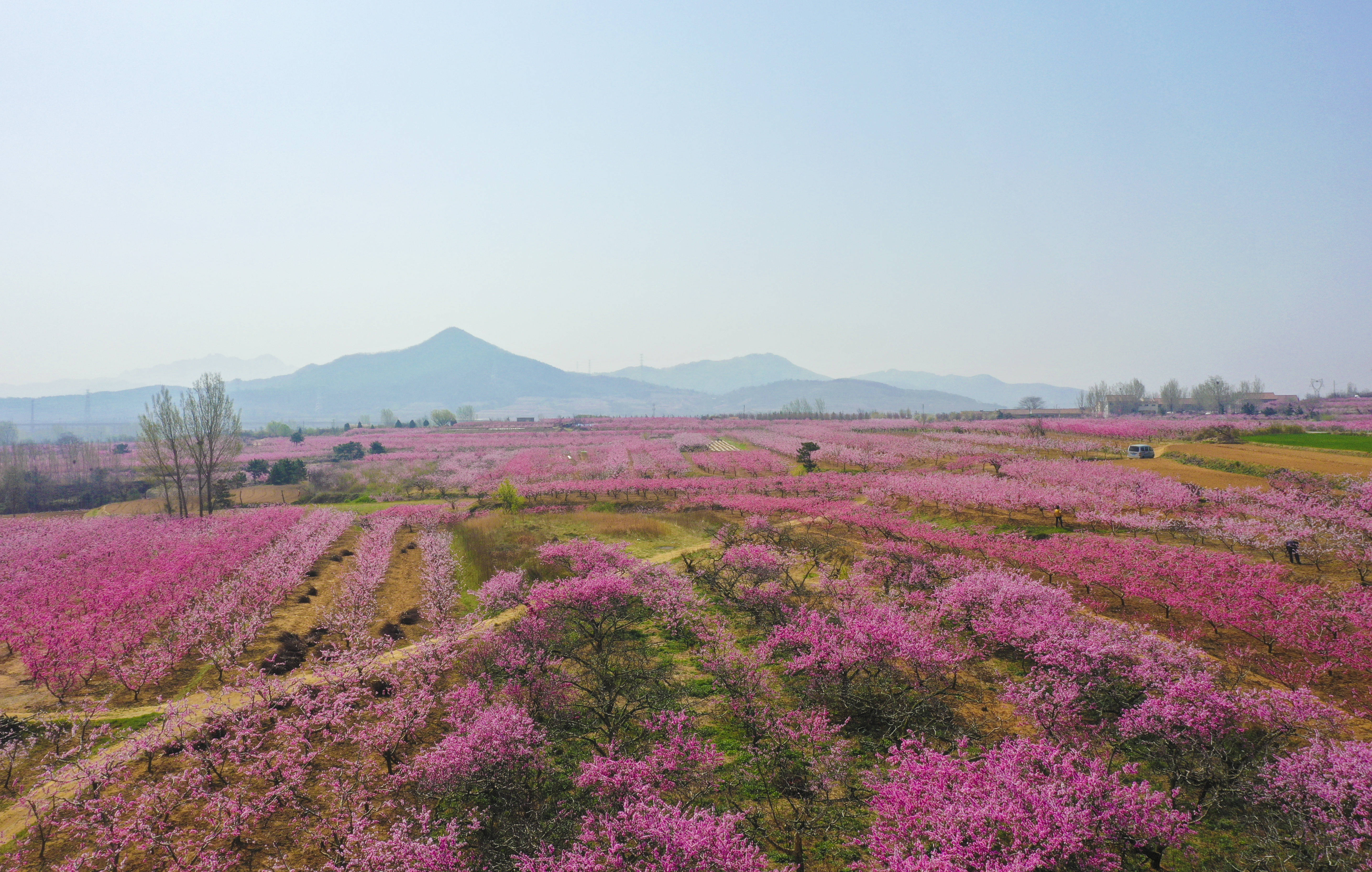 云赏桃花摄影展丨徐村桃花盛开的地方