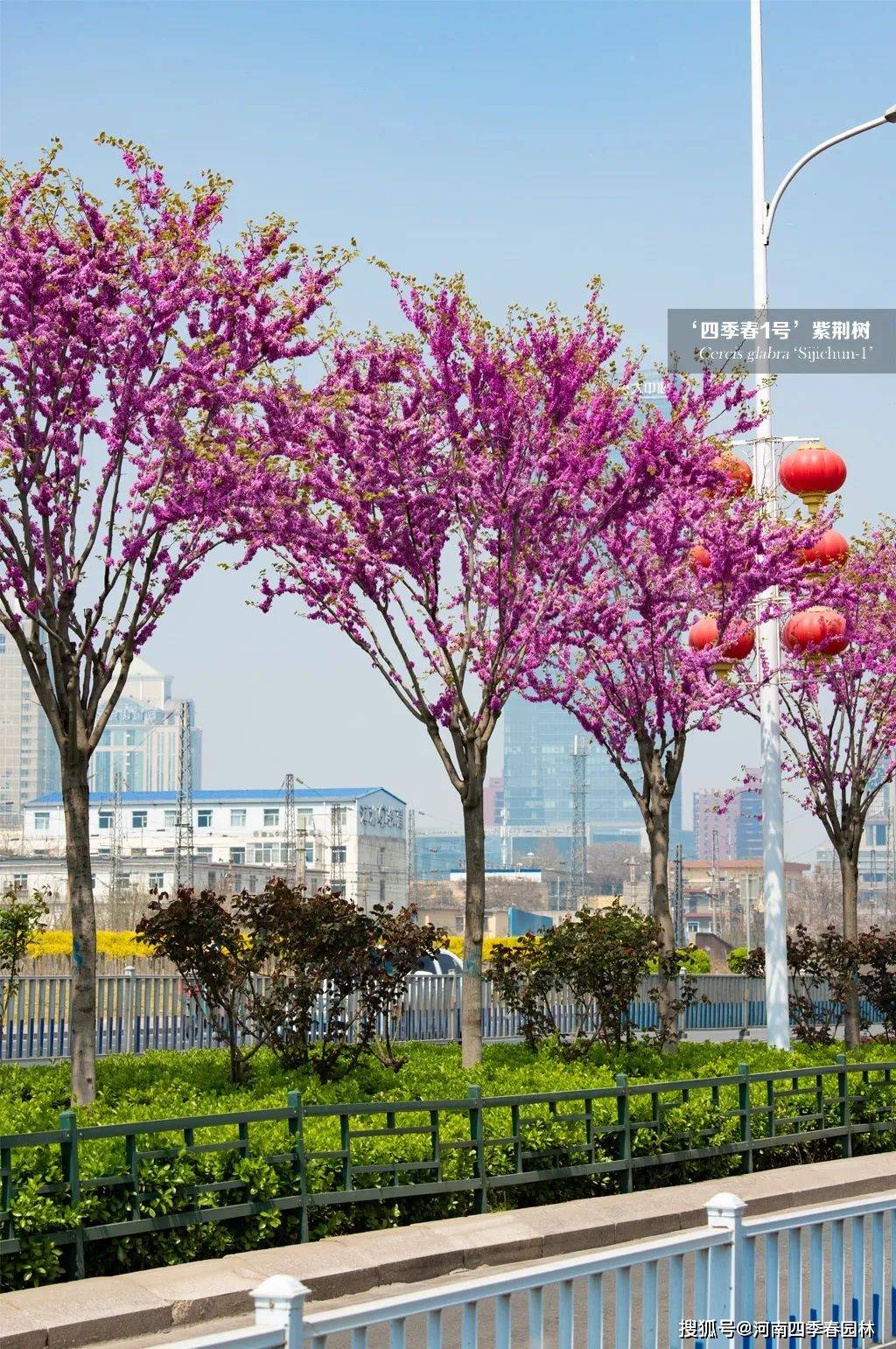 开花的树总感觉自带一种娇气,似乎不容易顶得住北方粗犷的气候,直到四
