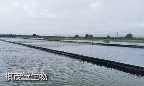 水产养殖黑鳃病烂鳃病水肿病的症状图片治疗鱼虾蟹黑鳃烂鳃病用什么药