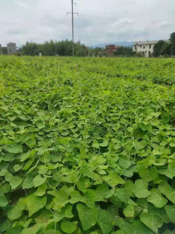 农村创业新项目粉防己的介绍种植技术种植前景