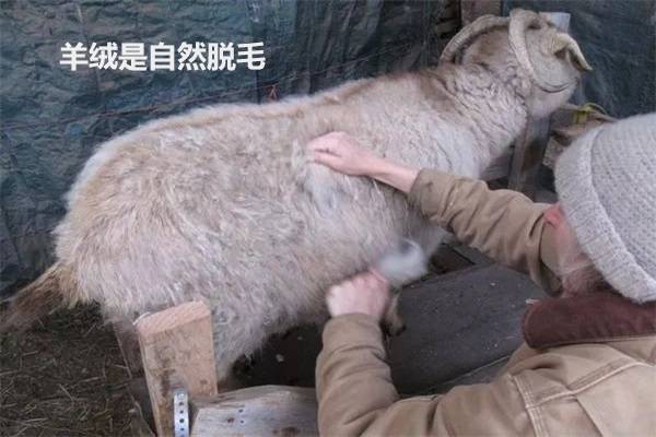 东方雪妮:羊毛&羊绒一字之差,你买对了吗?