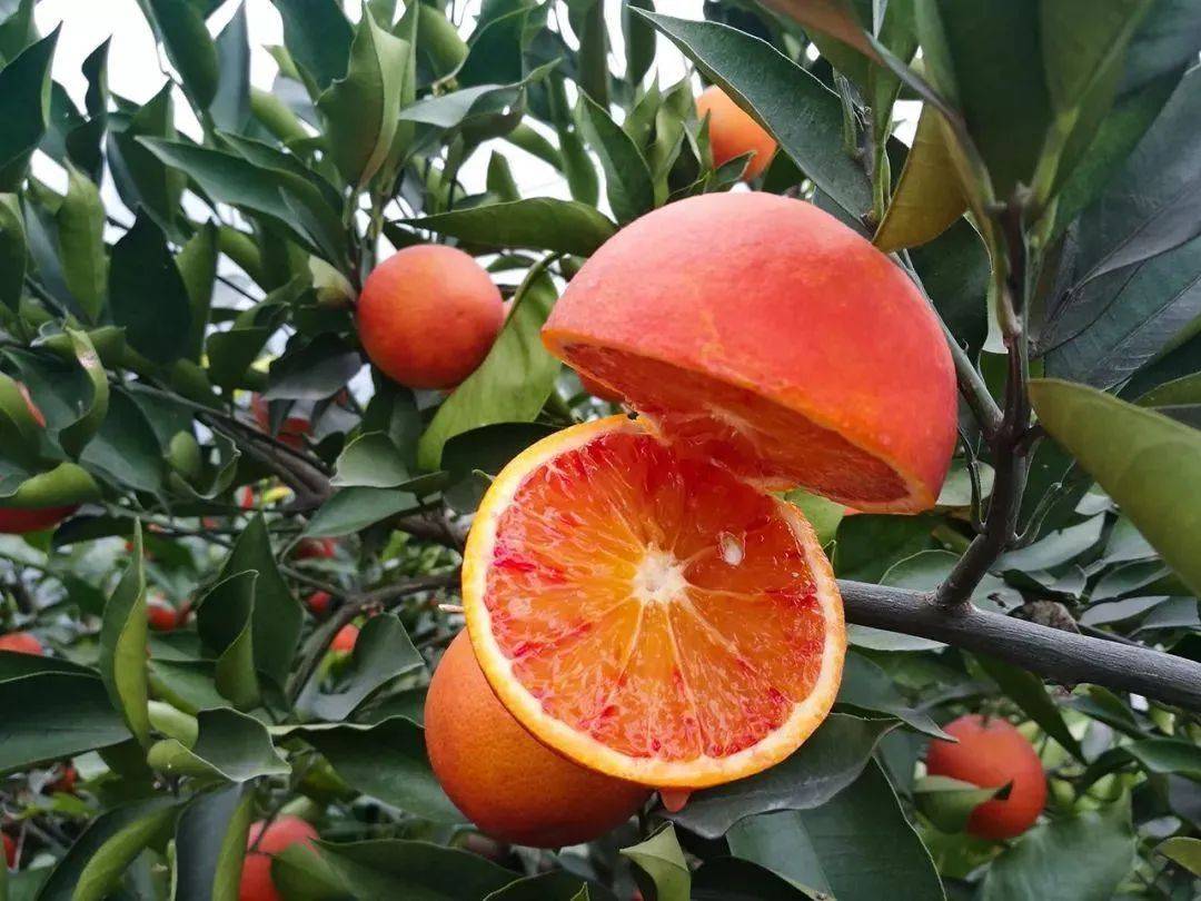 塔罗科血橙拍摄丨橙子中的颜值担当丨飞鸟电商|摄影|静物|山东飞鸟传媒 - 原创作品 - 站酷 (ZCOOL)