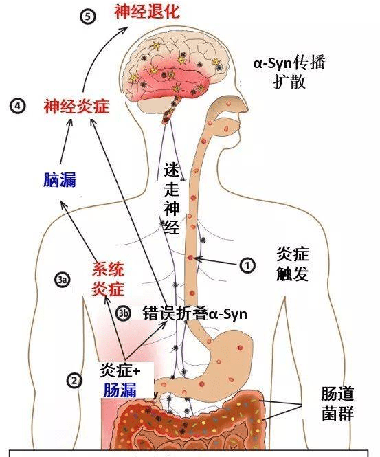 腸漏,你必須知道的熱知識(四)_功能_器官_神經