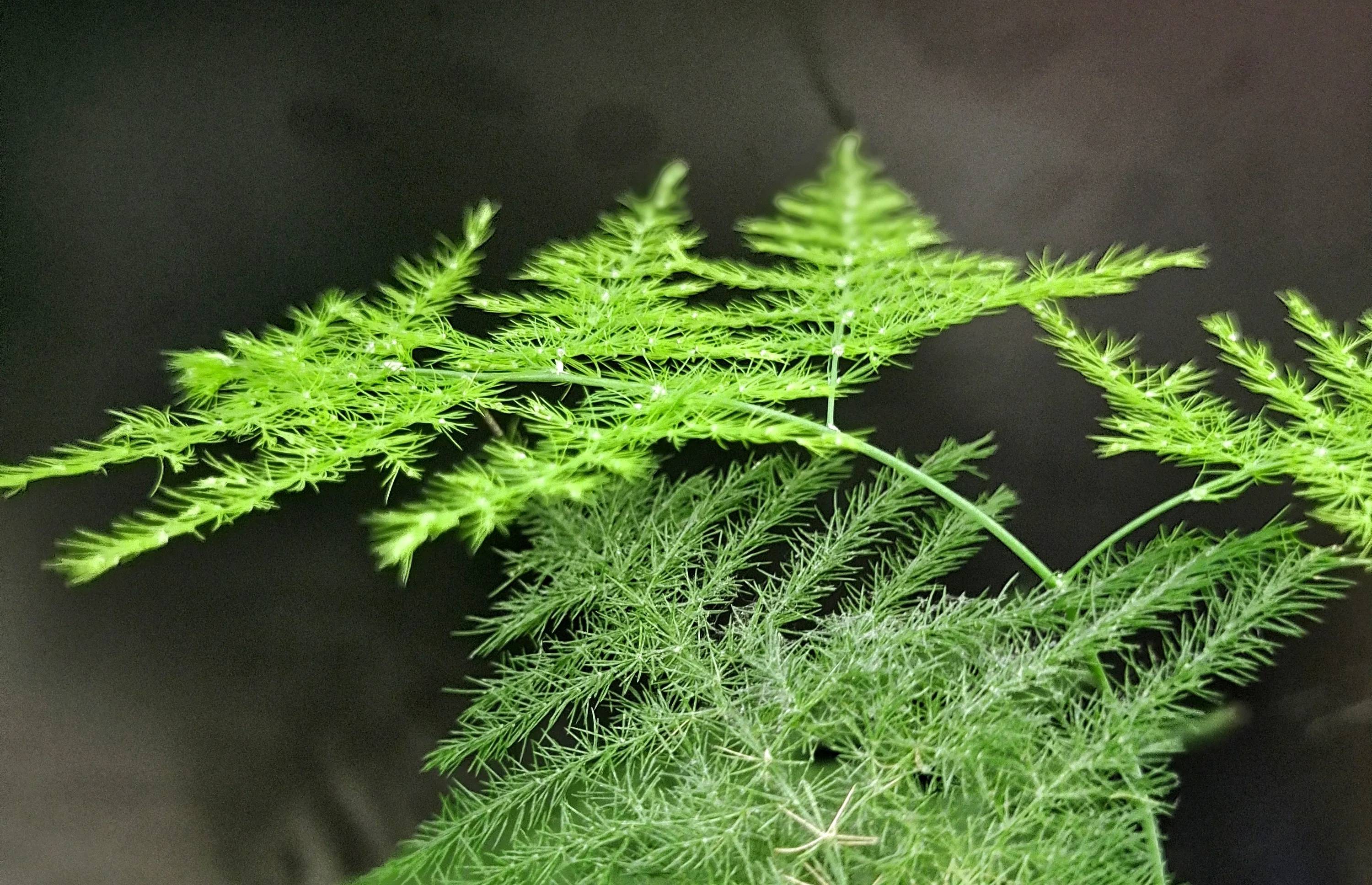 想让文竹叶子不发黄这个口诀要记牢