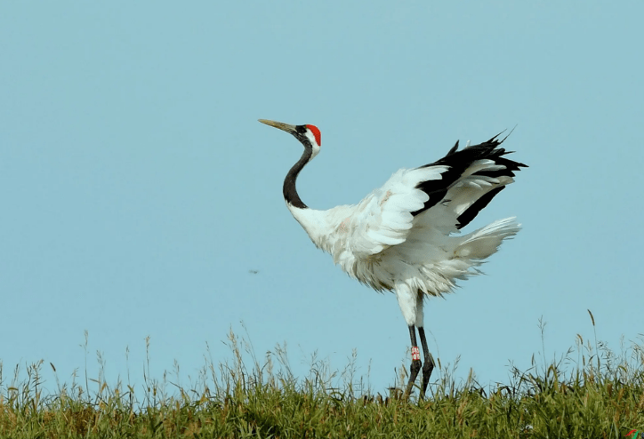 仙鹤_灵堂_老人