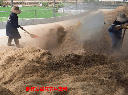 西林县一养黄牛合作社使用发酵床垫料养牛轻松解决环保问题