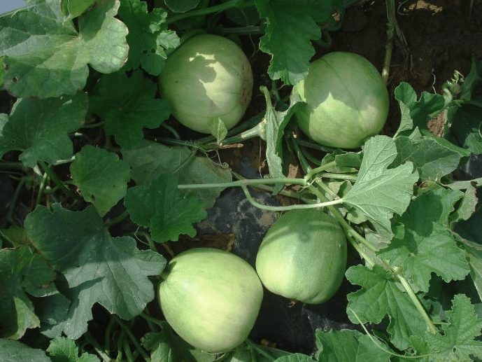 大棚香瓜管理种植方案大棚香瓜怎样施肥才好