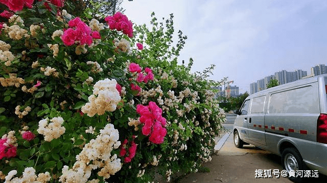 河南花卉批发市场在哪