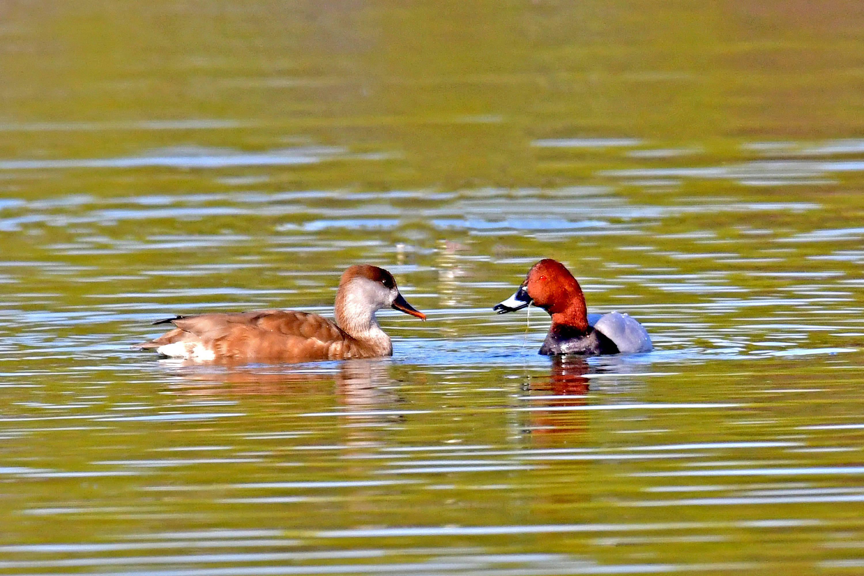 五春江水暖鸭先知红头潜鸭