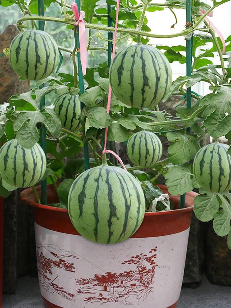 你知道怎么在阳台种植盆栽西瓜吗?_土壤_种子_先施
