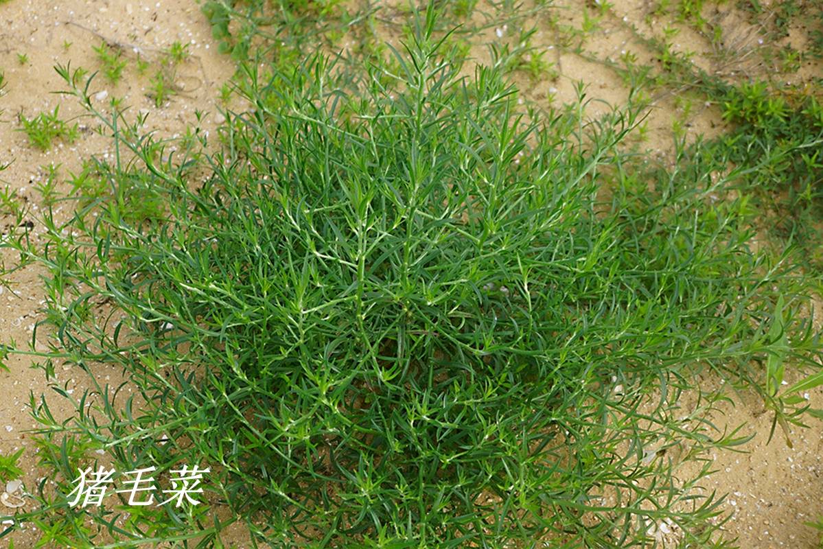 《卫·伯兮》"自伯之东,首如飞蓬" 之"飞蓬"是指黎科的猪毛菜和刺沙蓬