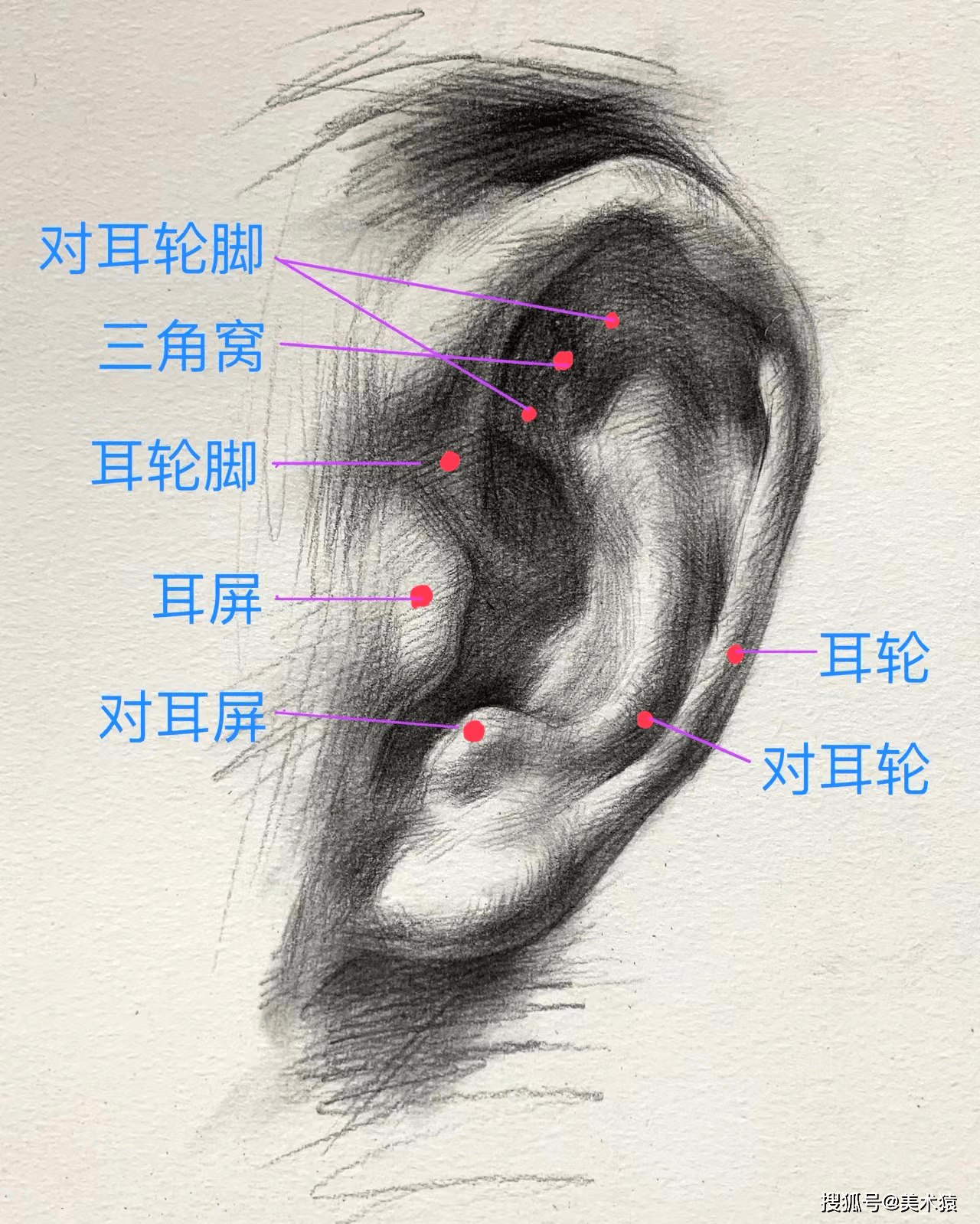 想要畫好耳朵,首先就應該清楚耳朵的結構和特點:有些時候耳朵畫不好會