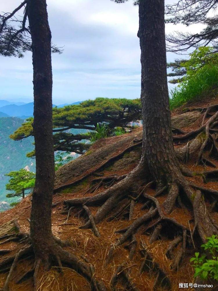 黄山奇松欣赏-搜狐大视野-搜狐新闻