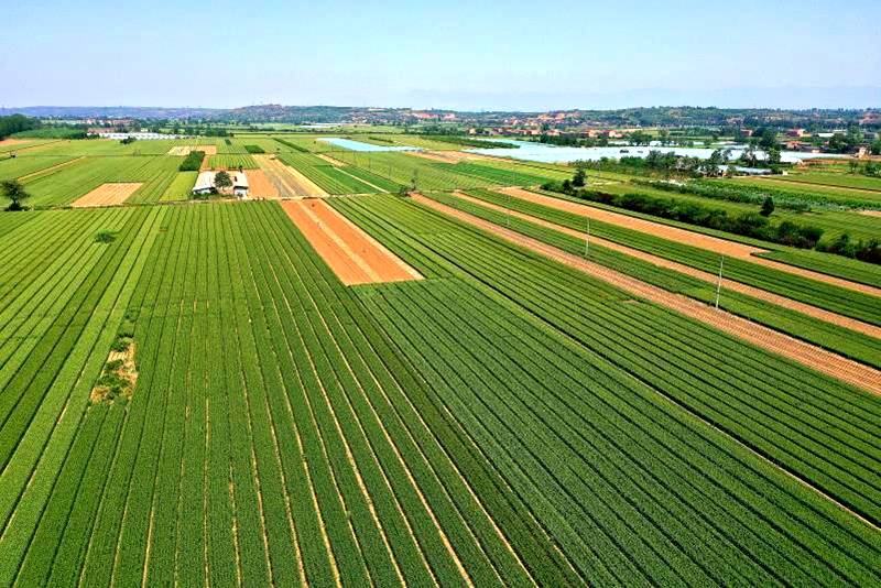 夏县优质强筋小麦丰收在望