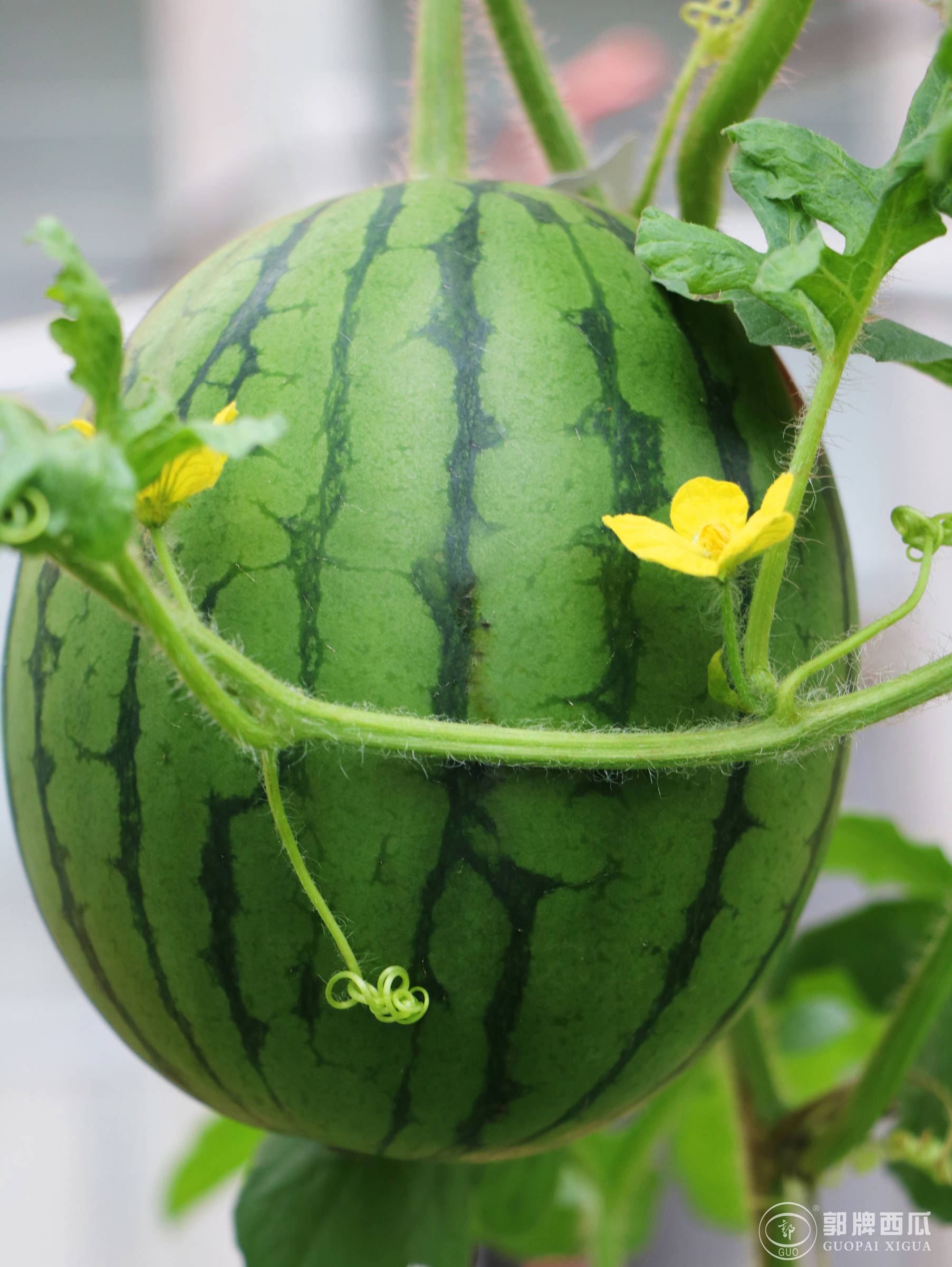 浙江省新品种西瓜浙江省西瓜批发市场礼品西瓜西瓜市场行情西瓜价格