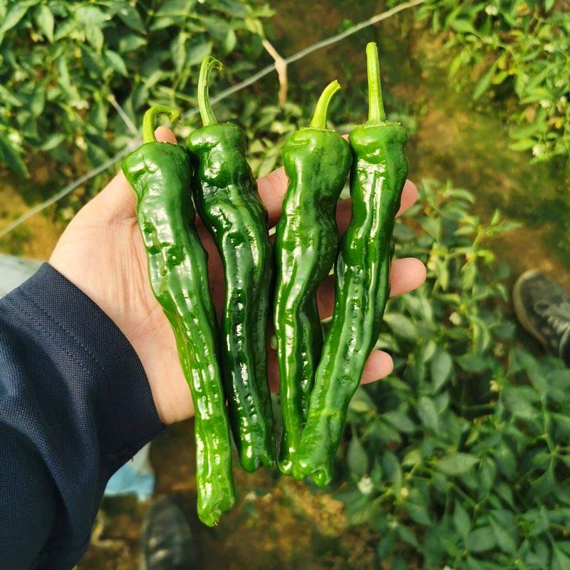 同乐2号皱皮椒薄皮香椒辣椒种子