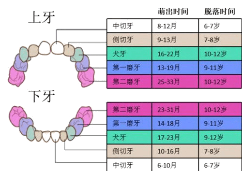 兒童牙弓狹窄需要矯正嗎,矯正的最佳年齡是多少歲_恆牙_乳牙_進行