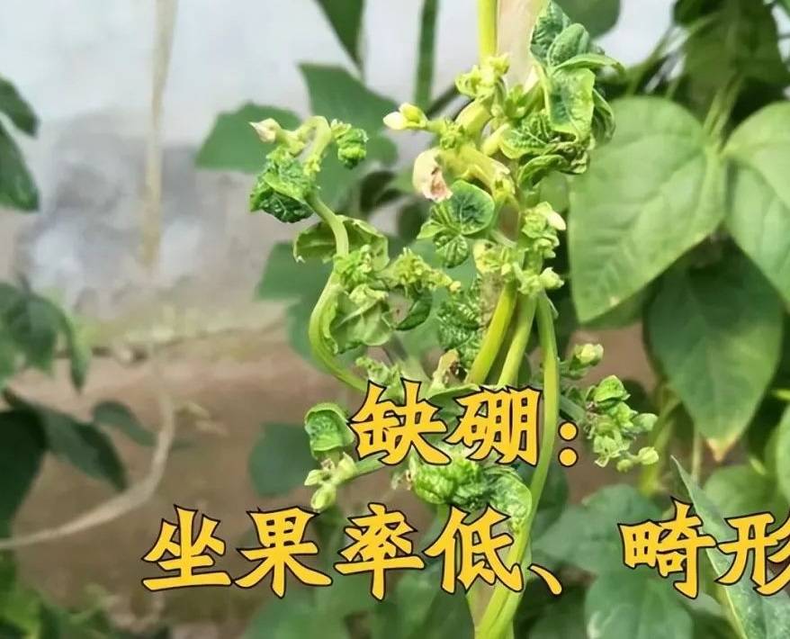 大棚种芸豆,"畸形"豆角常常出现,原因到底出在哪儿?_影响_问题_土壤