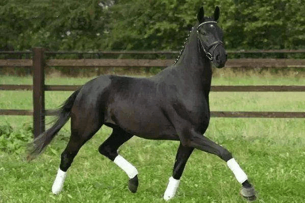 世界最贵的五大宠物,一只鸡都能卖出650万,第一售价5亿元_纯血马_藏獒