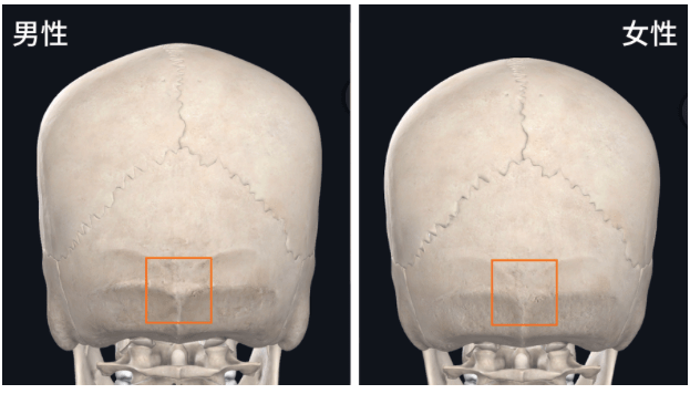 *標記位置為枕外隆突,可在後腦摸到以上圖片都來源於解剖神器complete
