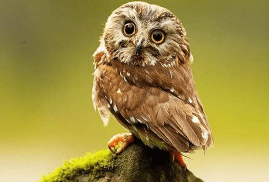 猫头鹰也很萌鵩鸟就是猫头鹰一类的鸟,在人们的意识里,普遍认为猫头鹰