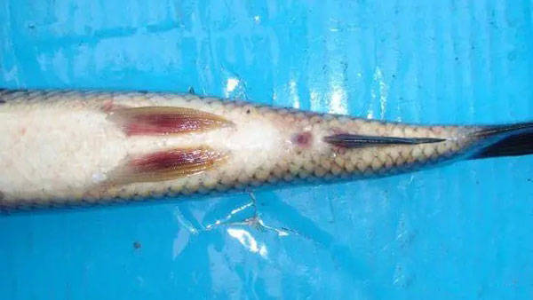 草鱼种烂鳃并发肠炎的综合防治