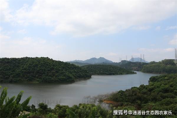 還有一望無際的荔枝林,漫山遍野真是好景色,這家農場坐擁在羅田水庫的