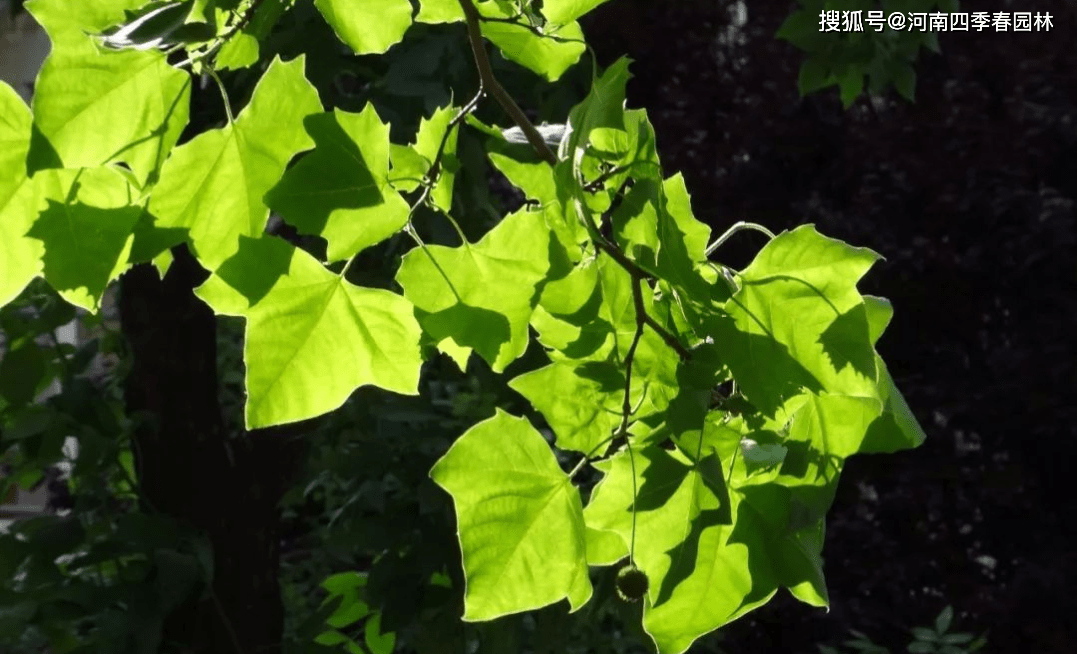 行道树之王法国梧桐悬铃木