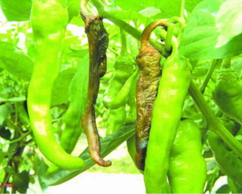 辣椒软腐病的识别与防治