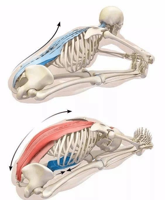 前侧更好的延展,就需要有控制的收紧身体后侧的与之相拮抗的拮抗肌