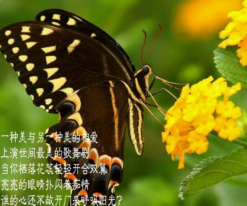 我的蝴蝶妹妹美图版文周延锋现代诗歌美文美图
