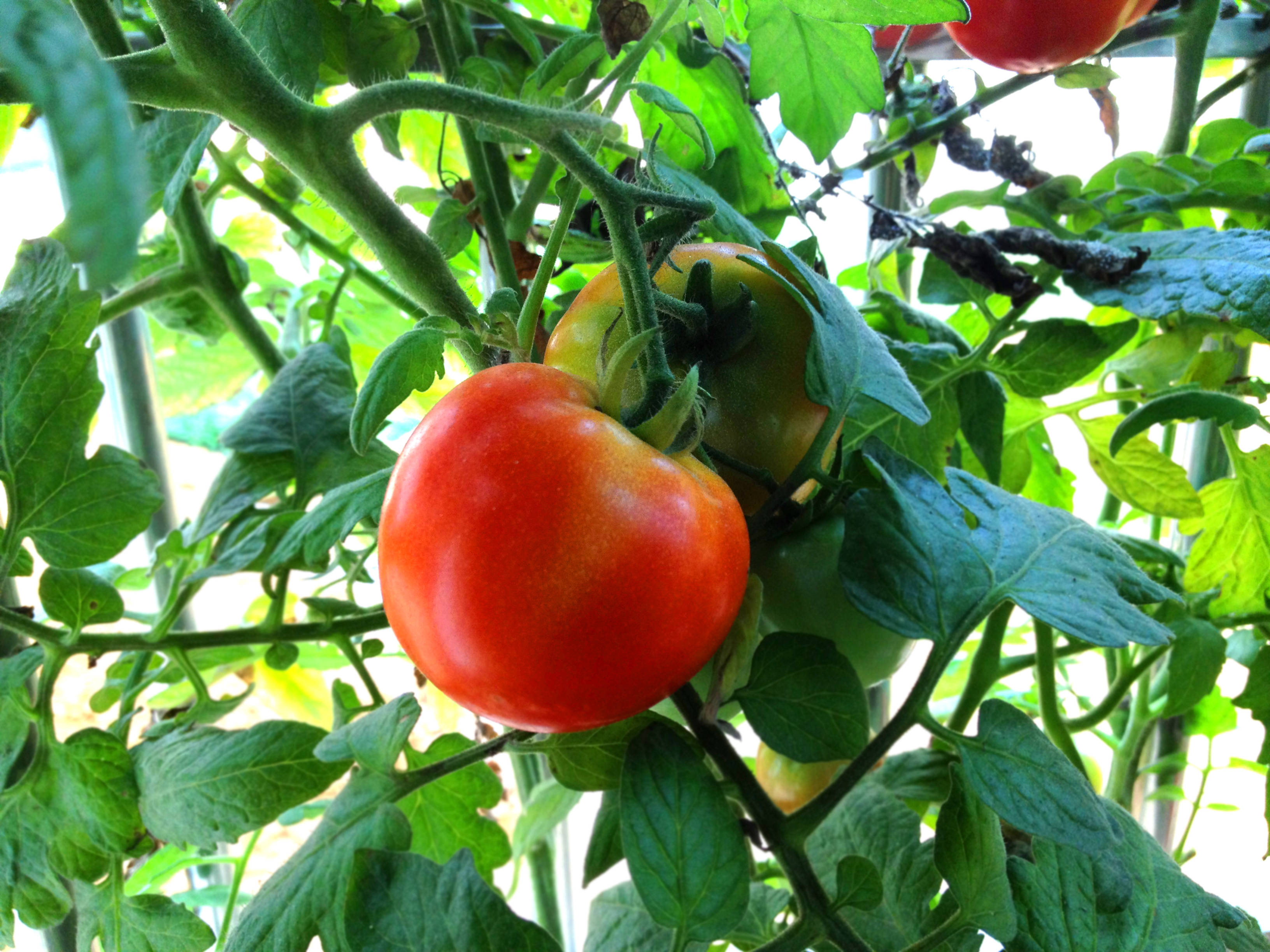 农友们要适当追施肥料,让番茄植株健壮生长,才能为果实输送足够的养分