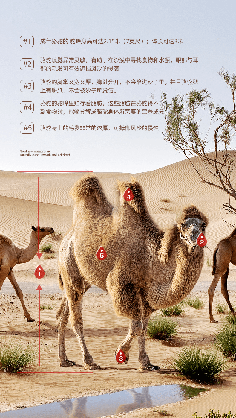 为什么骆驼可以在沙漠中生存
