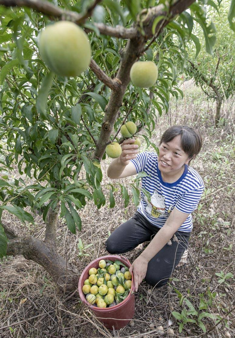 四川仁寿:嫁接改良李子喜获丰收_方家镇_太平村_凤凰李