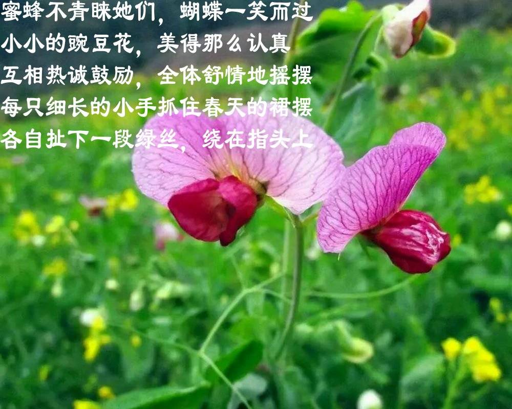 最愛春天豌豆花 文/周延鋒現代詩歌美文美圖_舒情_向大地_紅山坡