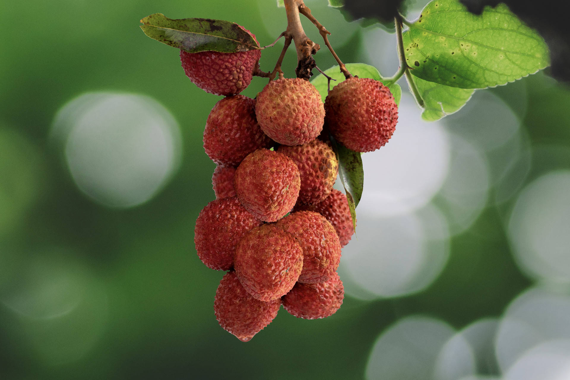 荔枝是发物?肿瘤患者可以吃吗?_Fan_Litchi_觅健