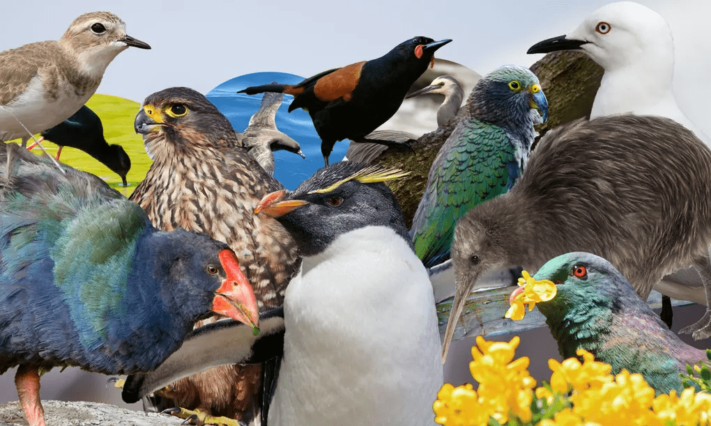 保护本土动物新西兰一岛屿计划四年内灭鼠灭猫