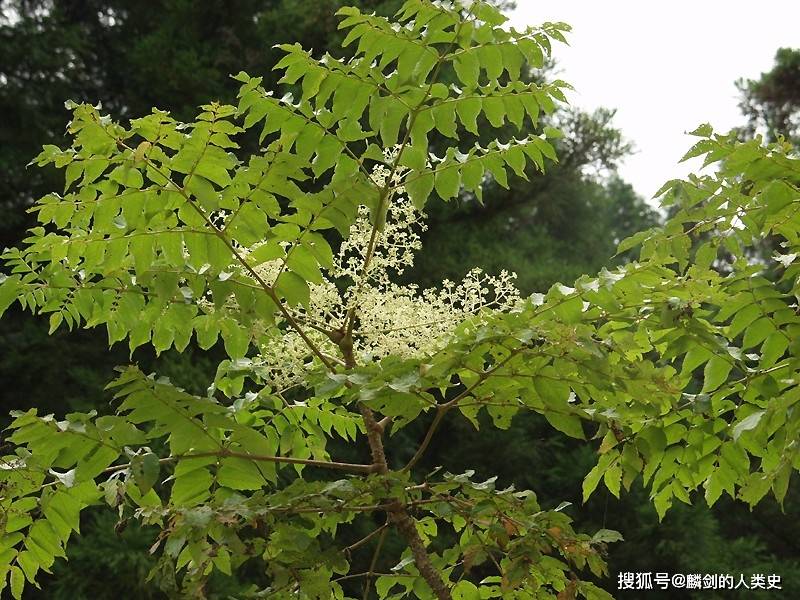 植物界全系列傘形目五加科一楤木