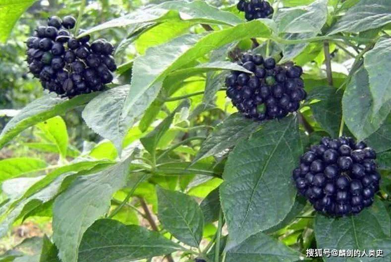 【植物界全系列】伞形目—五加科（二）：五加