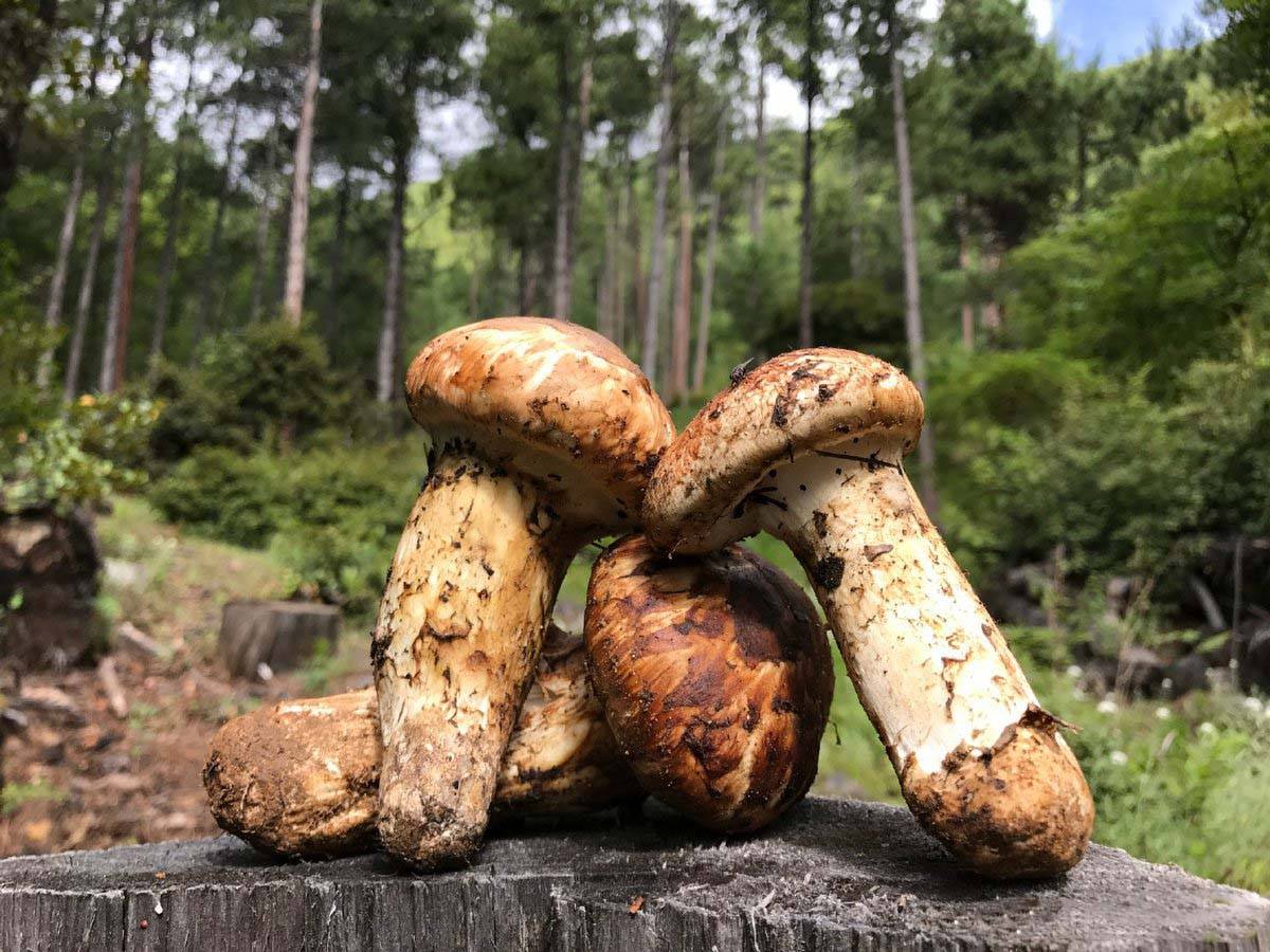 百种野生菌系列之松茸_世界_上市_类物质