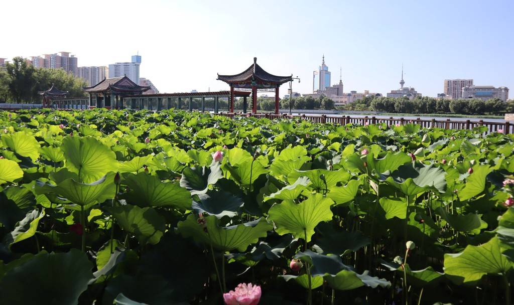 北京公交站名的来历(97)莲花池,南苑,海户屯,北苑,西苑站》_荷花_迁都