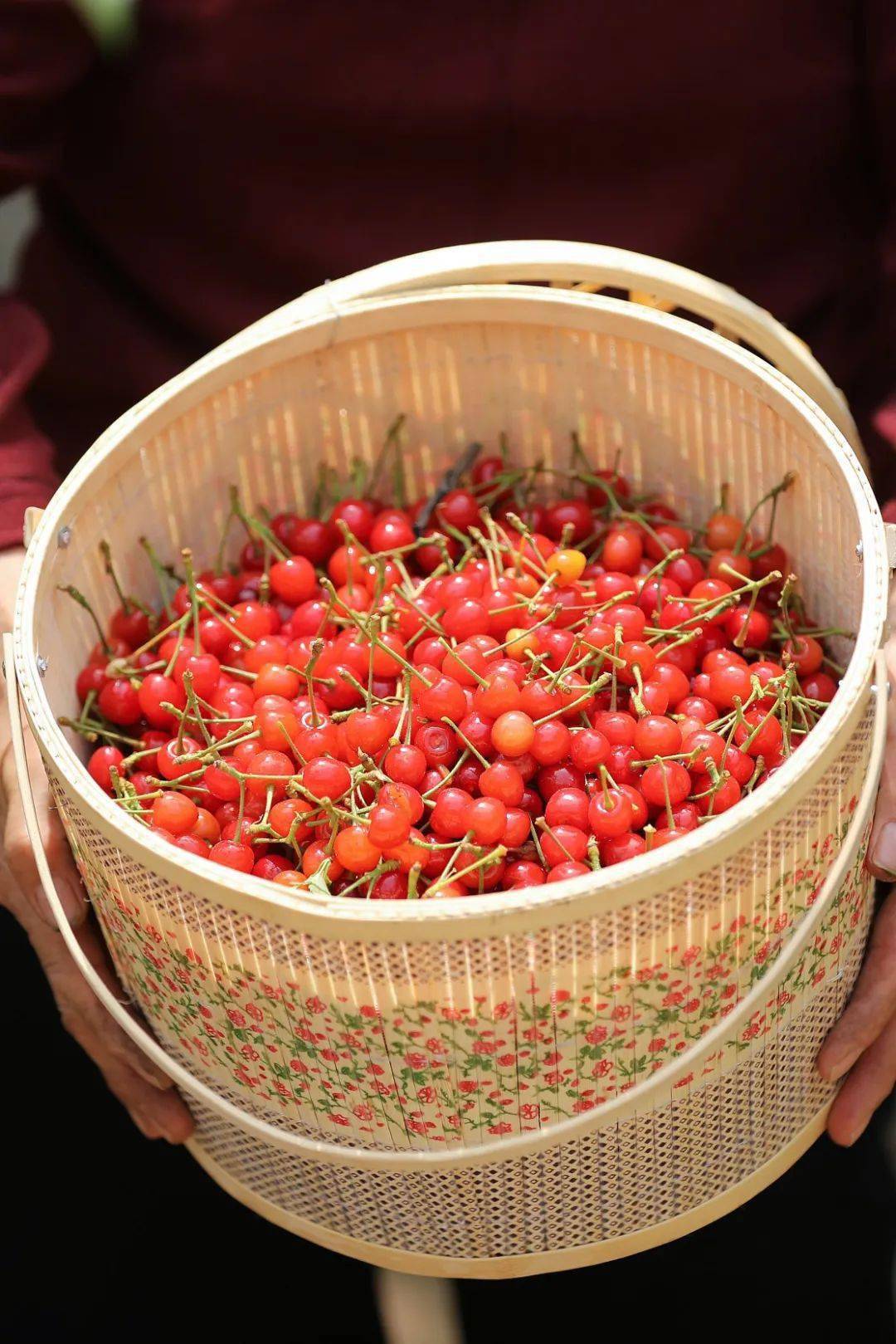 The Most Delicious Cherry in Dalian