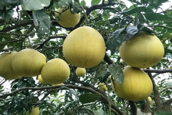 复兴苹果柚子之所以会具有以上丰富的营养物质和特点,这与当地的独特