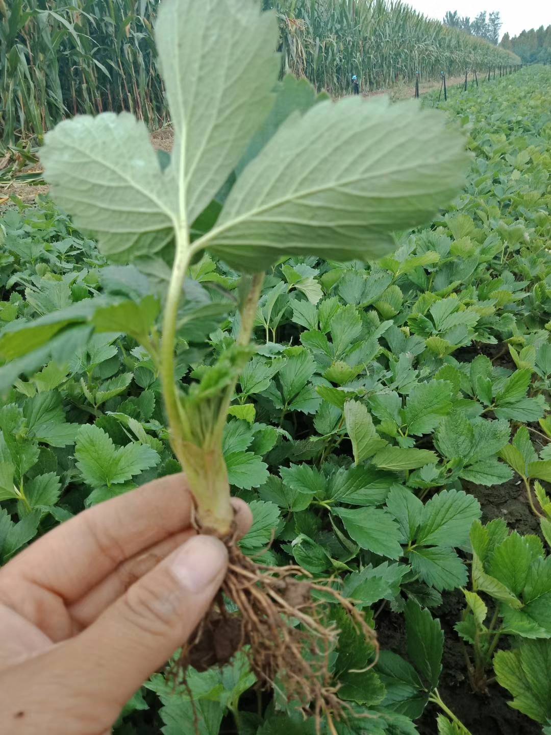 天使恋人草莓苗秋季报价天使恋人草莓苗的夏季管理要点