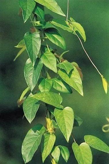 鸡屎藤生于溪边,河边,路边及灌木林中,常攀援于其他植物或岩石上.